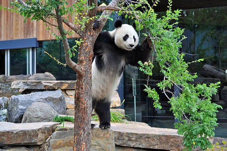Zoo, meet the pandas.