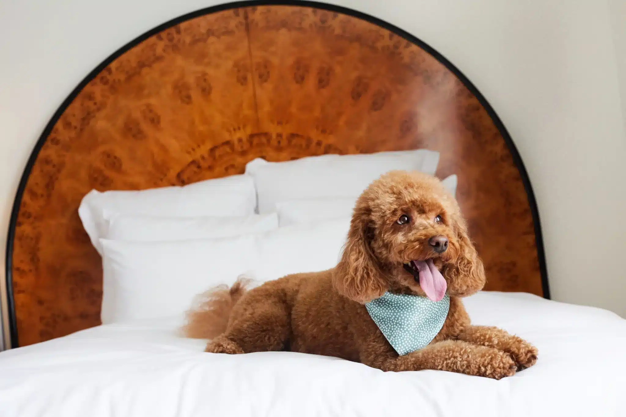 Best Pet-Friendly Hotels in Washington D.C.